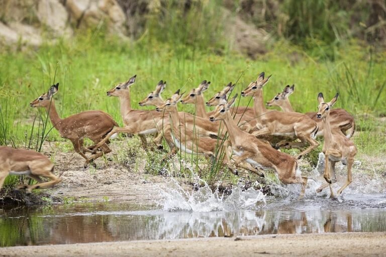 African safari trip