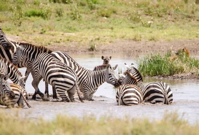 African safari trip