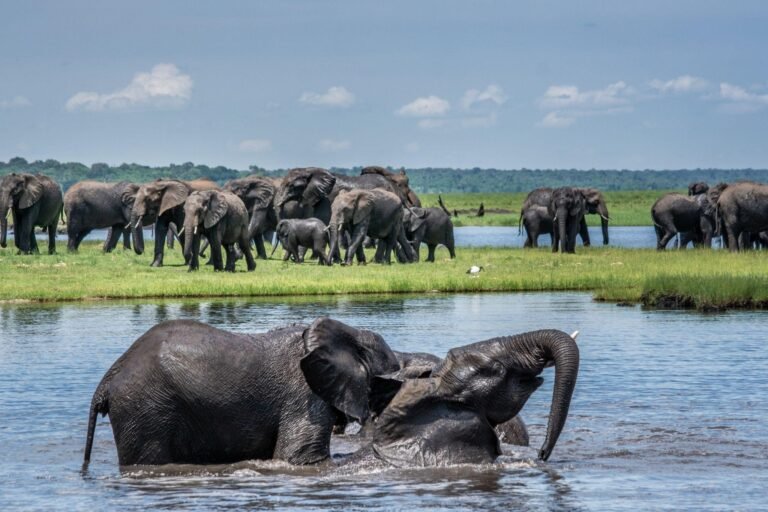 African safari trip