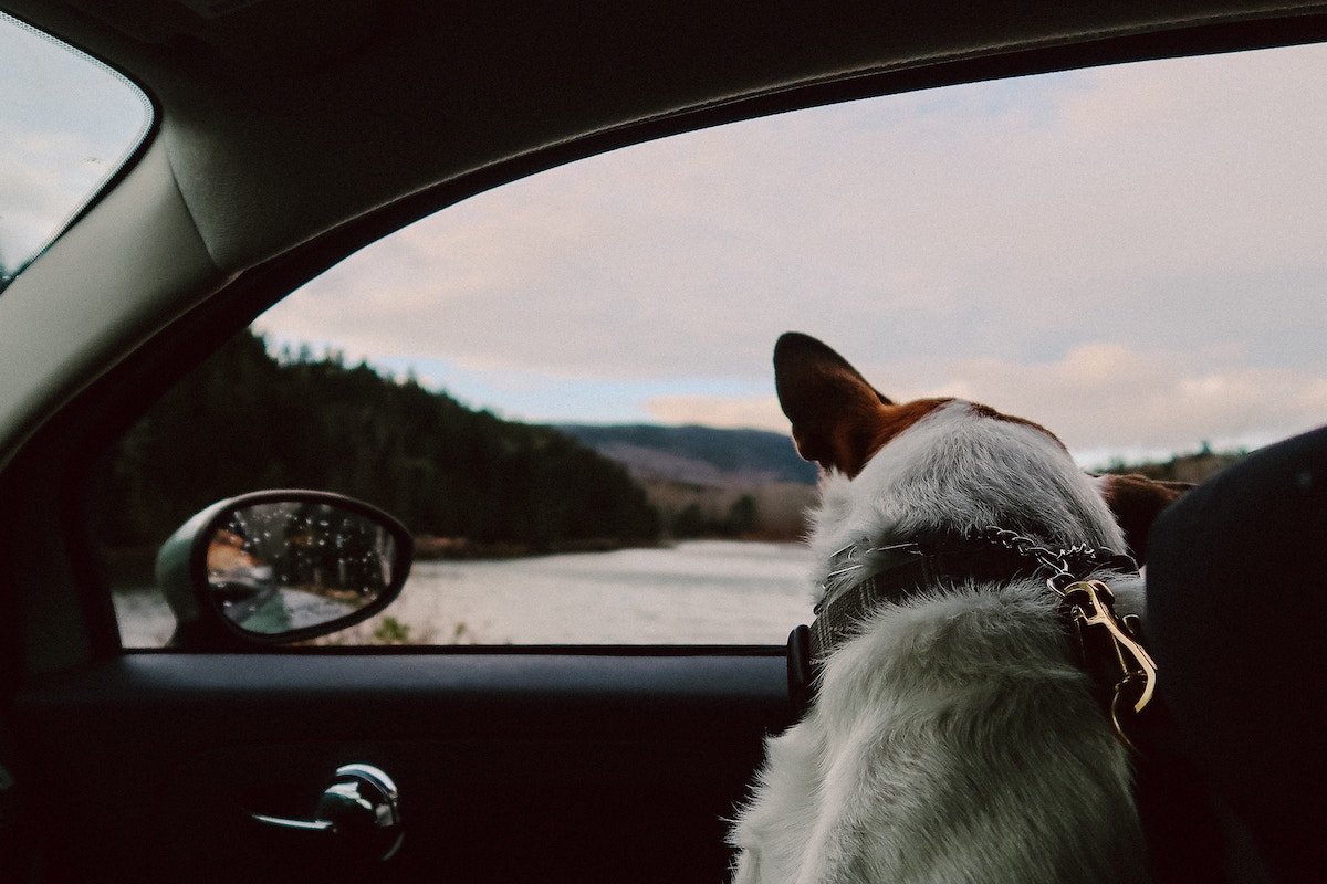 pet Supplies for Road Trips